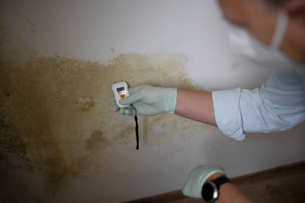 Best Mold Damage Repair  in Grayson, GA