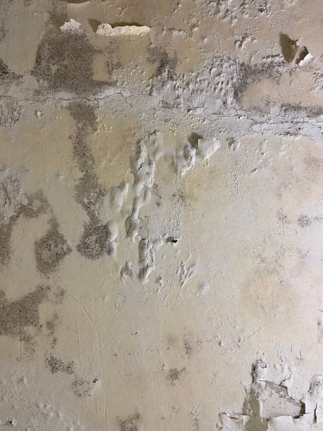 Best Mold Remediation  in Grayson, GA