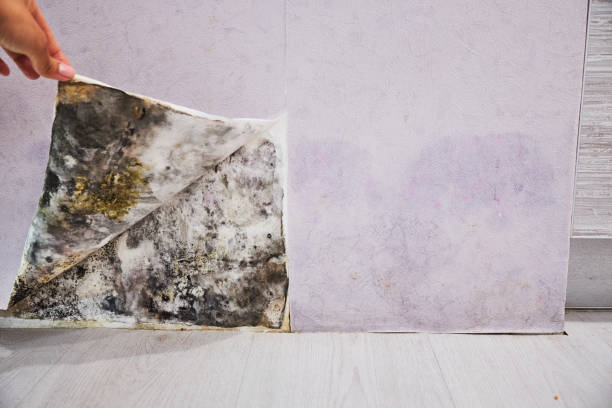 Best Local Mold Removal Service  in Grayson, GA